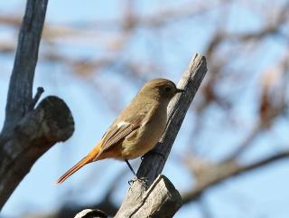 ジョウビタキ雌♀、秋にやってくる冬鳥です