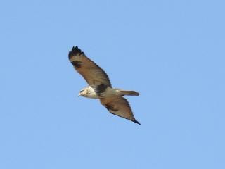 タカの仲間「ノスリ」
